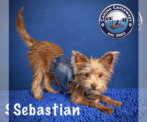 Chihuahua-Unknown Mix Dogs for adoption in Arcadia, FL, USA