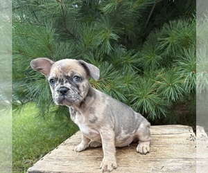 French Bulldog Puppy for sale in MIDDLEBURY, IN, USA