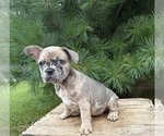 Small French Bulldog