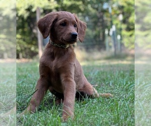 Goldendoodle Puppy for sale in BARBOURSVILLE, VA, USA