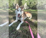 Small Photo #2 Siberian Husky Puppy For Sale in Carrollton, TX, USA
