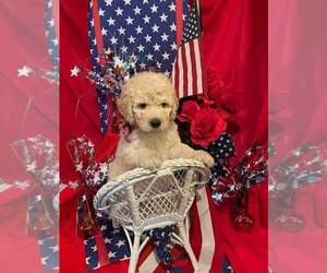 Goldendoodle (Miniature) Puppy for sale in GREELEY, CO, USA