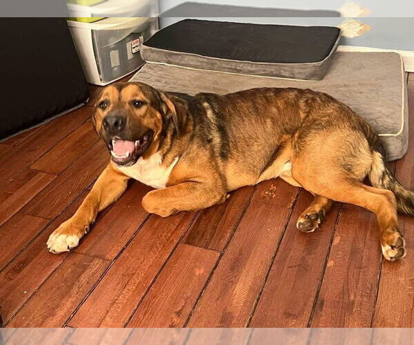 Medium Photo #4 Mutt Puppy For Sale in Ball Ground, GA, USA