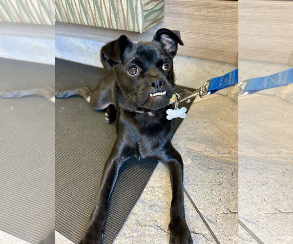 Medium Photo #3 Chug Puppy For Sale in San Diego, CA, USA