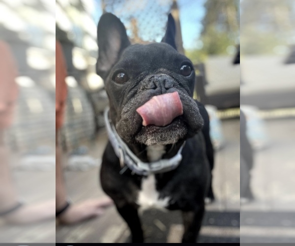 Medium Photo #7 American French Bull Terrier Puppy For Sale in LOCKPORT, IL, USA