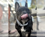 Small #6 American French Bull Terrier