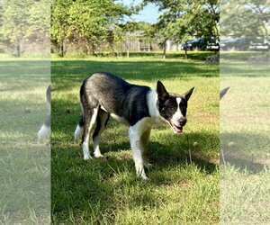 Delanie - Female Shollie Dog for Adoption - Photo #4