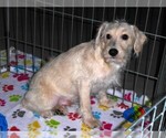 Small #7 Schnoodle (Miniature)