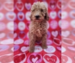 Small Goldendoodle