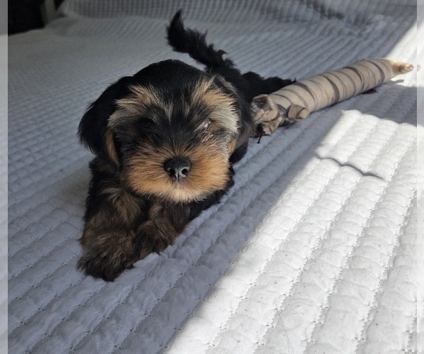 Medium Photo #39 Yorkshire Terrier Puppy For Sale in RHOADESVILLE, VA, USA