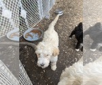 Puppy 3 Australian Labradoodle