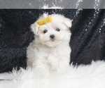 Puppy Swift AKC Maltese