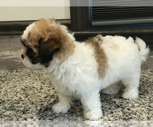 Medium Photo #8 Zuchon Puppy For Sale in PEMBROKE, KY, USA