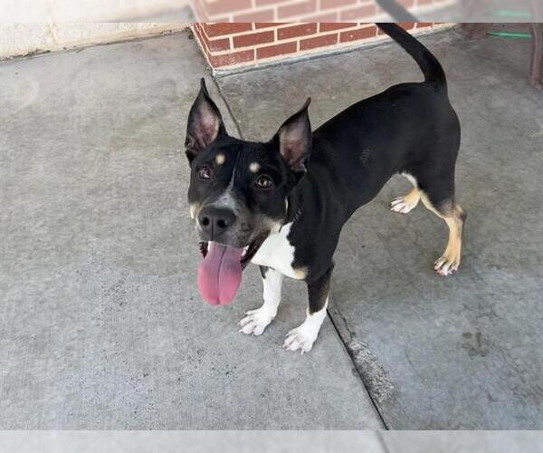 Medium Photo #2 American Staffordshire Terrier-Unknown Mix Puppy For Sale in Grand Prairie, TX, USA