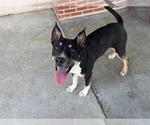 Small Photo #2 American Staffordshire Terrier-Unknown Mix Puppy For Sale in Grand Prairie, TX, USA