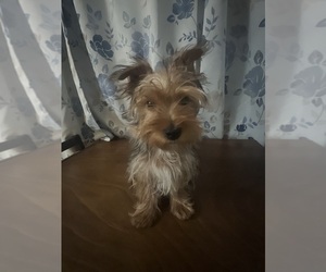 Yorkshire Terrier Puppy for sale in DURHAM, CT, USA