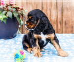 Small #2 Cocker Spaniel