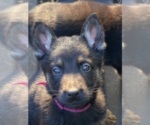 German Shepherd Dog Puppy for sale in FRANKLIN, GA, USA