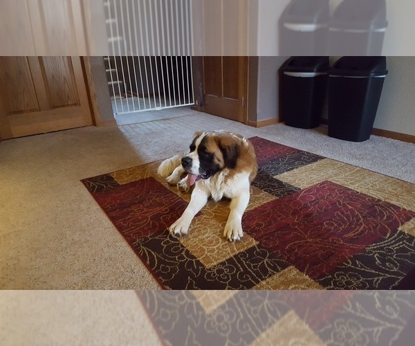Medium Photo #1 Newfoundland-Saint Bernard Mix Puppy For Sale in BERESFORD, SD, USA