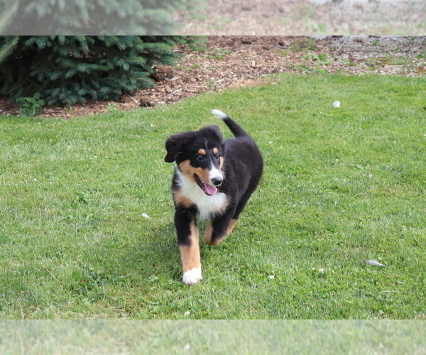 Medium Photo #4 Bernese Mountain Dog-Collie Mix Puppy For Sale in SHILOH, OH, USA