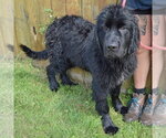 Small Photo #3 Mutt Puppy For Sale in Huntley, IL, USA