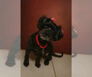 Poovanese Dogs for adoption in Phoenix, AZ, USA