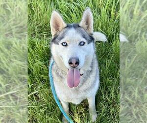 Siberian Husky Dogs for adoption in Sacramento, CA, USA