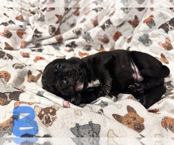 Medium Photo #2 Boxer-Unknown Mix Puppy For Sale in Dumont, NJ, USA