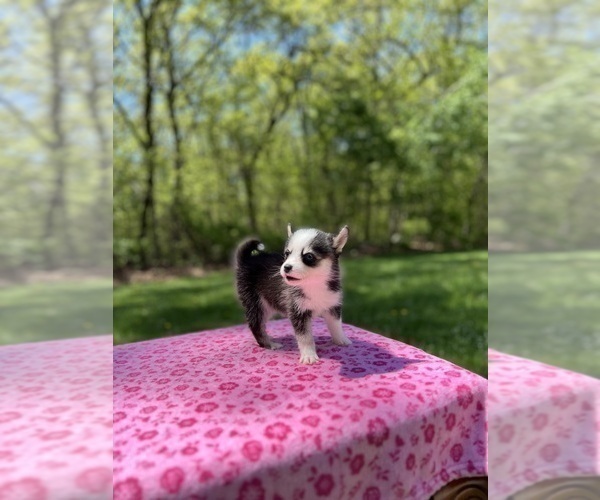 Medium Photo #61 Pomsky Puppy For Sale in DRACUT, MA, USA