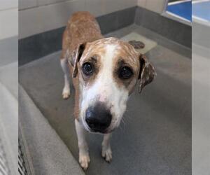 Mutt Dogs for adoption in San Antonio, TX, USA