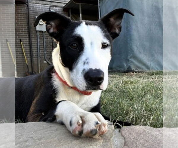 Medium Photo #6 Mutt Puppy For Sale in Canton, CT, USA