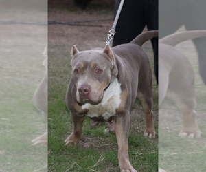 Mother of the American Bully puppies born on 01/26/2021