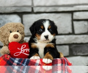 Bernese Mountain Dog Puppy for sale in FREDERICKSBURG, OH, USA