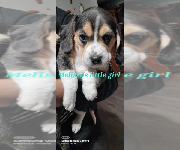 Medium Photo #3 Beagle Puppy For Sale in VILLISCA, IA, USA