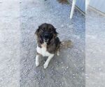 Small #2 Anatolian Shepherd Mix