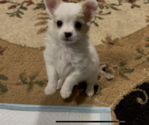 Chihuahua Puppy for sale in FAYETTEVILLE, NC, USA