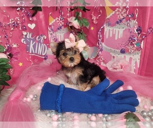 Yorkshire Terrier Puppy for sale in HARKER HEIGHTS, TX, USA