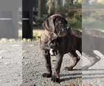 Small #3 Cane Corso