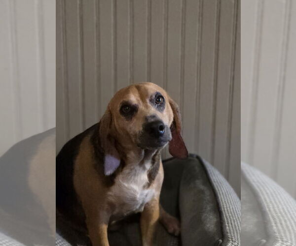 Medium Photo #6 Beagle Puppy For Sale in Las Vegas, NV, USA