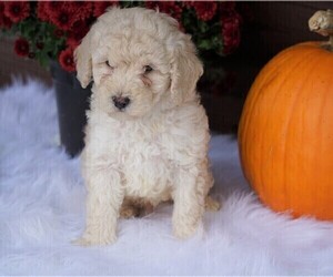Poodle (Miniature) Puppy for sale in FREDERICKSBG, OH, USA