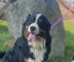 Small #4 Bernese Mountain Dog