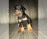 Small Photo #23 Doberman Pinscher Puppy For Sale in SCAPPOOSE, OR, USA