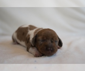 Dachshund Puppy for sale in NEVADA CITY, CA, USA