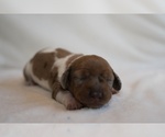 Small Dachshund