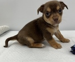 Small Photo #4 Chorkie Puppy For Sale in SAINT AUGUSTINE, FL, USA