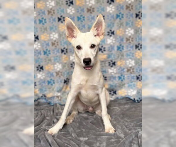 Medium Photo #1 Mutt Puppy For Sale in Pleasanton, TX, USA