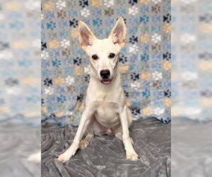 Mutt Dogs for adoption in Pleasanton, TX, USA