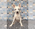 Boltcephus - Male Mutt Dog for Adoption - Small photo