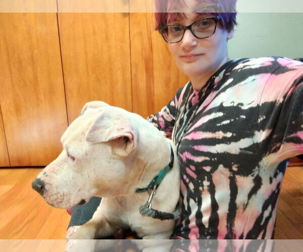 Medium Photo #3 American Pit Bull Terrier-Unknown Mix Puppy For Sale in Rustburg, VA, USA