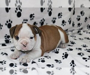 English Bulldog Puppy for sale in MOUNTAIN LKS, NJ, USA